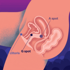 LELO - ENIGMA Double Sonic A-spot vibrator - Cyber Purple