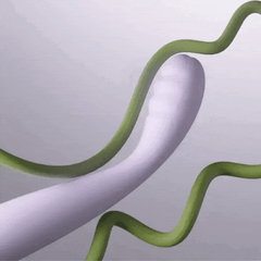 SVAKOM - Cici 2 Flexible G-spot Vibratror - Lavender