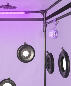 Secretdome – SCANDALE – Purple